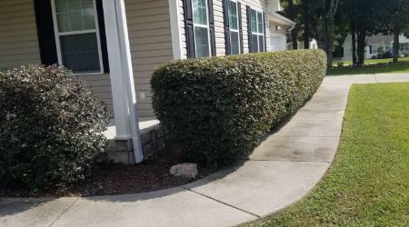 hedge trimming services