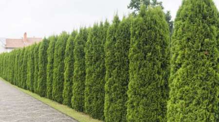 privacy hedge trimming services